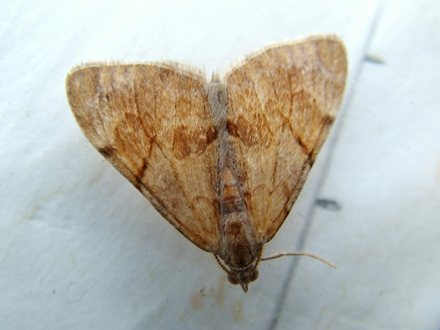 Pine Carpet